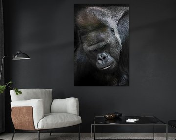 Porträt eines weißen, kräftigen männlichen Gorillas, eine schmutzige, nachdenkliche Nahaufnahme von Michael Semenov
