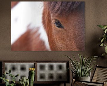 Vue d'ensemble du cheval rouge, gros plan des yeux sous la frange sur Michael Semenov