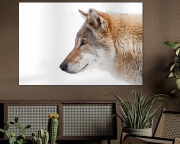 Grote grijze rode Morda wolf in profiel op witte besneeuwde achtergrond, hoofd van een beest van Michael Semenov