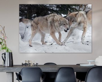 Das Weibchen des Grauwolfs hat Spaß mit dem männlichen Wolf bei den Hochzeitsspielen im Schnee im Wa von Michael Semenov