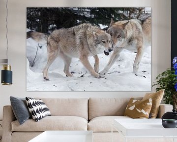 Het wijfje van de grijze wolf speelt leuk met het wijfje tijdens de huwelijksspelen in de sneeuw in  van Michael Semenov