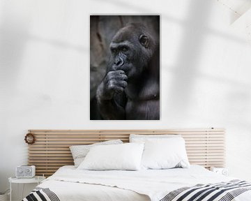 Het gorillawijfje denkt dat zijn hoofd op een vuist zet, close-up portret van Michael Semenov