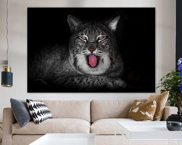 Grote luie kat lynx geeuwt in de nacht met een rode mond, ogen gloeien zwarte achtergrond van Michael Semenov