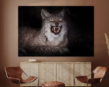De grijns van een lynxkat in het donker, ontblootte hoektanden op een zwarte achtergrond, maar in we van Michael Semenov