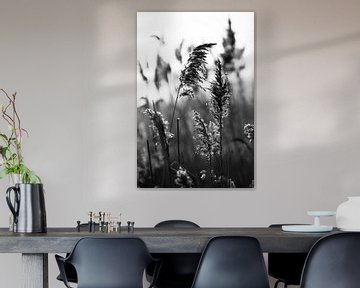 Natur | Phragmites von Inge van Tilburg