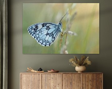 Papillon - damier