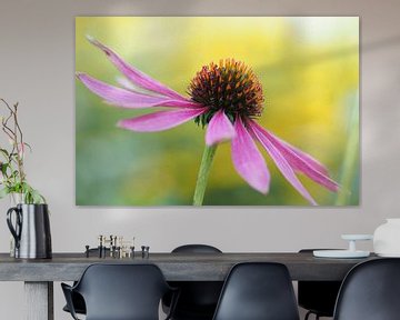 Purple coneflower by Astrid Brouwers