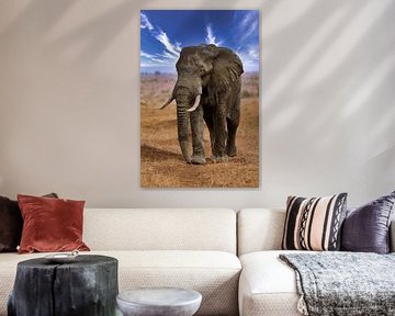 Big elephant walks through Etosha National Park in Namibia by W. Woyke