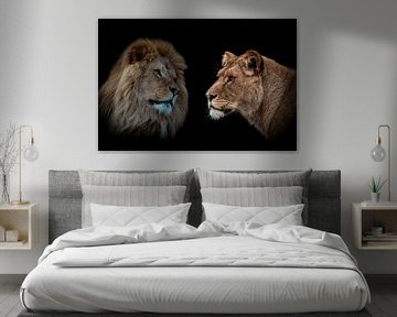 Löwe und Löwin Porträt in Farbe