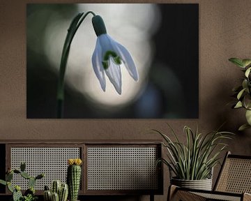 Snowdrop sur Astrid Brouwers