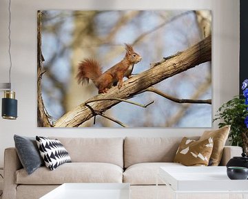 Ein sonnenbadendes Eichhörnchen von Astrid Brouwers