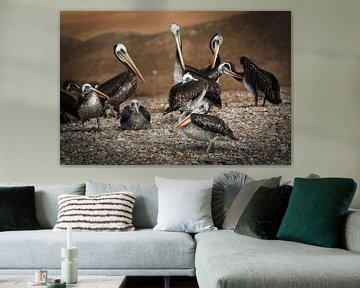 Group of South American Pelicans by Gerrit Kosters