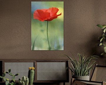 Mohn, der aus dem Gras ragt