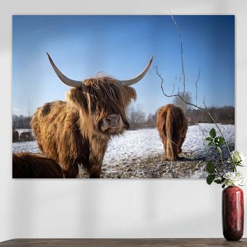 Scottish Highlanders