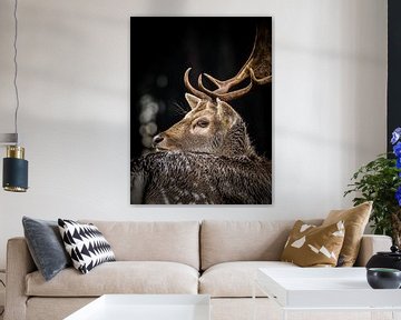 Fallow deer in the Amsterdam Water Supply Dunes by Kayleigh Heppener