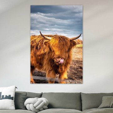 Highland Cattle