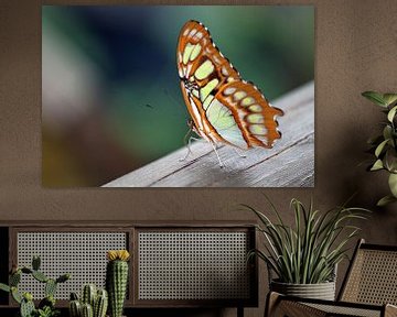 Vlinder op een stuk hout 3 van Klaase Fotografie
