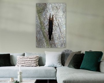 Vlinder van bovenaf by Klaase Fotografie