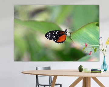 vlindertje op blad