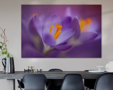 Purple crocuses in springtime by Annika Westgeest Photography