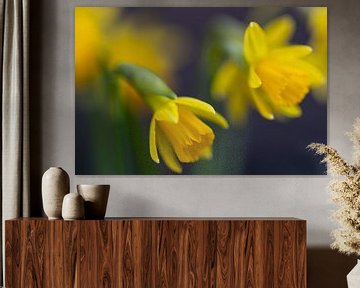 Sunny daffodils by Annika Westgeest Photography