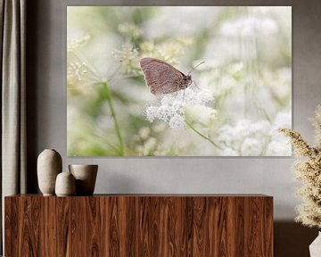 Bruin zandoogje vlinder op het bloeiende fluitenkruid van KB Design & Photography (Karen Brouwer)