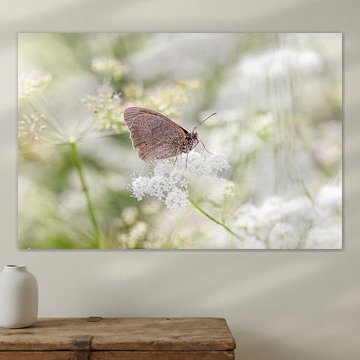 Bécasseau brun papillon sur le persil de vache en fleur