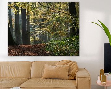 Forêt d'automne avec une belle lumière sur Judith van Wijk