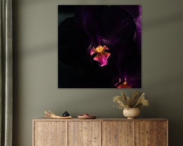 Zwarte orchidee van Maurice Dawson
