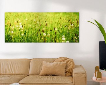 zomerweide met paardenbloemen