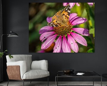 Papillon de chardon peint sur une fleur de conifère sur Animaflora PicsStock