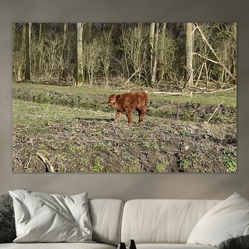 Un bébé écossais Highlander