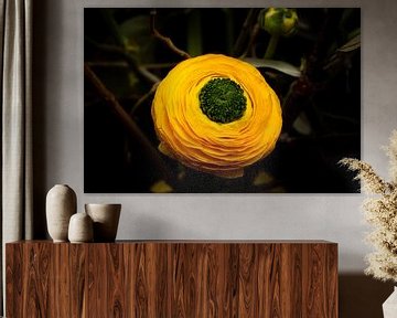 Yellow Ranunculus flower by Nelleke Uenk Fotografie