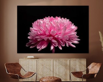 Roze chrysant van Nelleke Uenk Fotografie