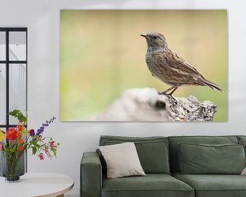Stately Dunnock by Astrid Brouwers