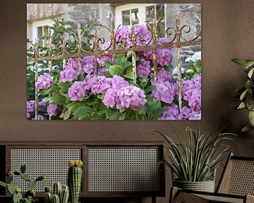 Boeiende pastel paarse hortensia in een Franse tuin art print - zomer straatfotografie van Christa Stroo fotografie