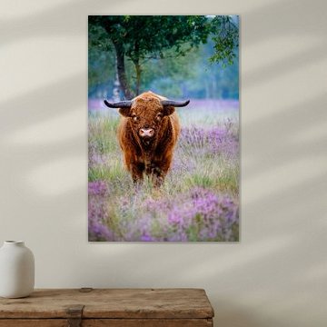 Highlander écossais entre la bruyère