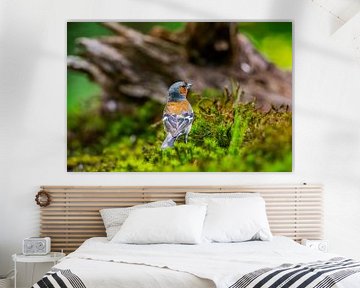 Buchfink im Wald von Mario Visser