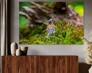 Chaffinch in the woods by Mario Visser