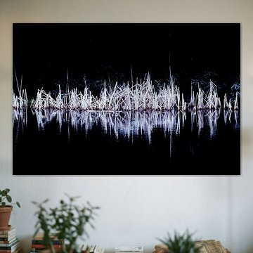 Nocturnal reed | Abstract nature image