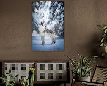 Wolf Hund Porträt in den Schnee von Lotte van Alderen