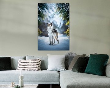 Wolf hond (Tamaskan) in winters landschap van Lotte van Alderen