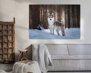 Wolf hond portret in de sneeuw van Lotte van Alderen