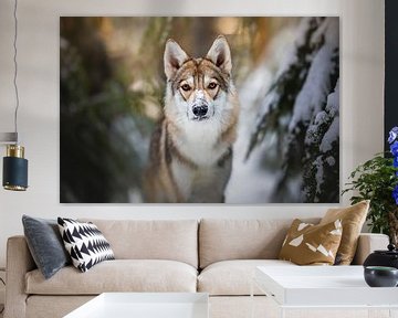 Wolfhound (Tamaskan) portrait in the snow by Lotte van Alderen