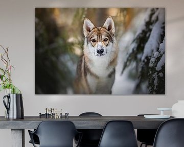 Wolfshond (Tamaskan) portret in de sneeuw van Lotte van Alderen