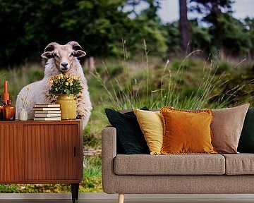 Drenthe heath sheep by Robert Geerdinck