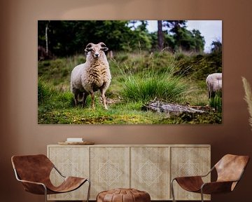 Drenthe heath sheep by Robert Geerdinck