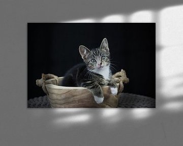 Kitten in een houten trog