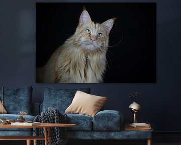 Staring Maine Coon. sur Astrid Brouwers