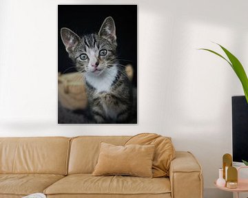 Chaton regarde l'appareil photo sur Astrid Brouwers